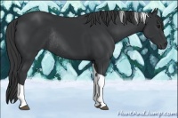 Horse Color:Black Tobiano Rabicano