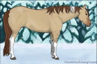 Horse Color:Red Dun Tobiano Rabicano 