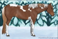 Horse Color:Chestnut Tobiano Rabicano