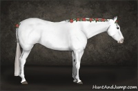 Horse Color:Black Splash Tobiano Varnish Rabicano 