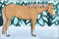 Horse Color:Palomino Roan Splash Rabicano 