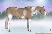 Horse Color:White Spotted Silver Grullo 
