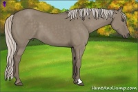 Horse Color:Silver Grullo 