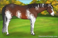 Horse Color:White Spotted Bay Splash 