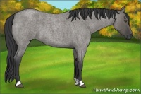 Horse Color:Unknown 