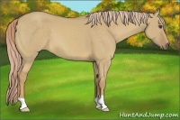 Horse Color:Palomino Dun
