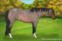 Horse Color:Bay Roan 