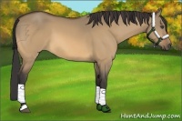 Horse Color:Buckskin Dun 