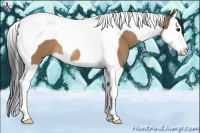 Horse Color:Bay Dun Splash Tobiano