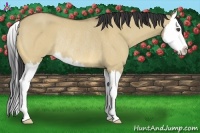 Horse Color:Buckskin Roan Dun Splash Rabicano