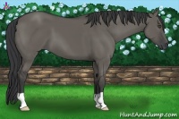 Horse Color:Grullo 