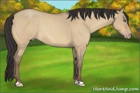 Horse Color:Amber Champagne Roan Dun Frame Rabicano