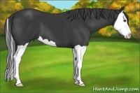 Horse Color:Smoky Black Splash 