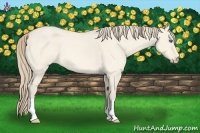 Horse Color:Perlino Roan Dun 
