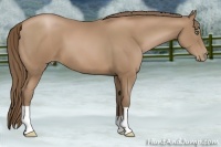 Horse Color:Black Pearl