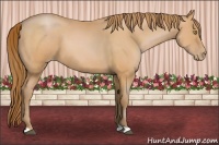 Horse Color:Bay Pearl 