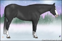 Horse Color:Black Sabino Splash 
