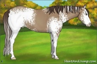 Horse Color:White Spotted Classic Champagne Splash