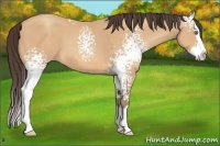 Horse Color:White Spotted Amber Champagne Splash 
