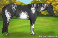 Horse Color:White Spotted Black