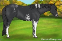 Horse Color:White Spotted Black 