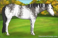 Horse Color:White Spotted Grullo