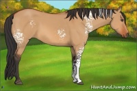 Horse Color:White Spotted Bay Dun