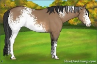 Horse Color:White Spotted Bay Dun