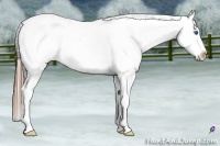 Horse Color:Grullo Ice Splash Near Fewspot Rabicano 