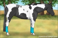 Horse Color:Smoky Black Tobiano 