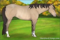 Horse Color:Amber Cream Champagne Rabicano 