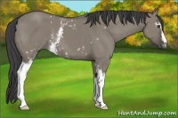 Horse Color:White Spotted Smoky Grullo