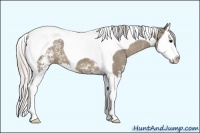 Horse Color:White Spotted Silver Smoky Grullo Splash Tobiano