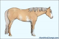 Horse Color:White Spotted Silver Amber Champagne Splash