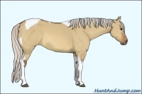 Horse Color:Silver Bay Dun Tobiano