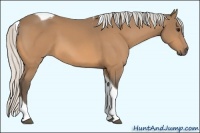 Horse Color:Silver Buckskin Tobiano