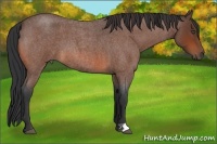 Horse Color:Bay Roan 