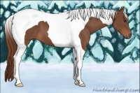 Horse Color:Chestnut Tobiano
