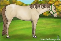Horse Color:Grullo Pearl 