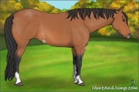 Horse Color:Bay Sabino 