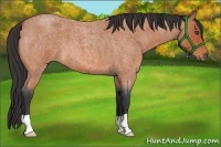 Horse Color:Bay Roan 