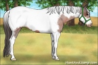 Horse Color:Bay Roan Tobiano Frame Appaloosa