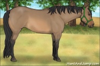 Horse Color:Bay Roan Dun 