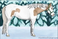 Horse Color:Silver Black Pearl Sabino Splash Tobiano Rabicano 