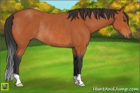 Horse Color:Bay Rabicano 
