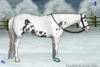 Horse Color:Black Tobiano Appaloosa 