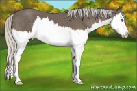 Horse Color:Silver Smoky Black Sabino Splash 