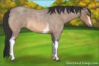 Horse Color:White Spotted Buckskin Roan 