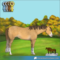 Horse Color:Amber Cream Champagne Splash Frame 