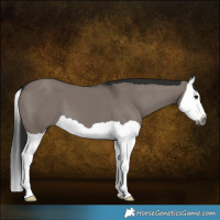 Horse Color:Gray Grullo Splash
